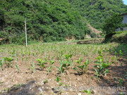 蠶繭里的金色希望 柞水縣杏坪鎮(zhèn)培達合作社的農副產品圖鑒